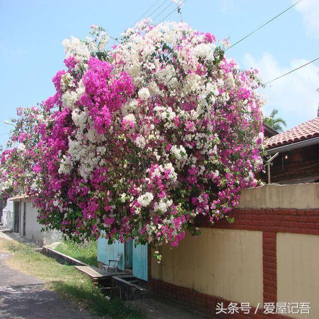 家門前千萬別瞎種，六種樹是旺宅，三種樹是大忌！種錯了，很不吉利  