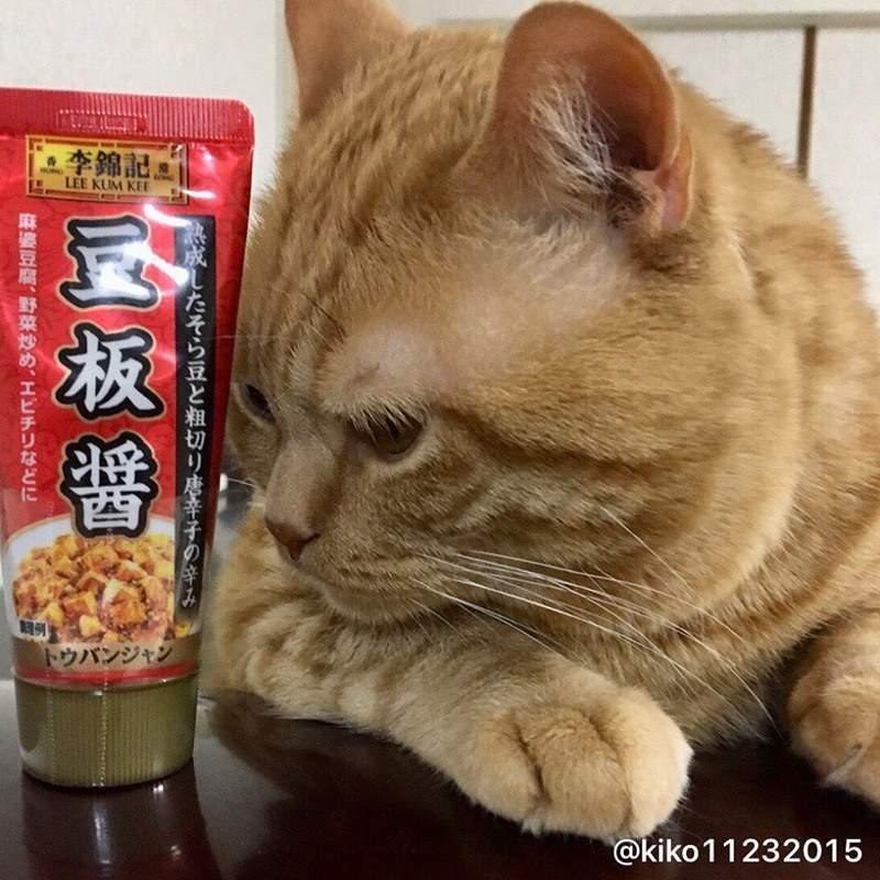 想吃又怕胖…立耳貓靠「魔性表情」走紅　網笑：減肥時的我們 