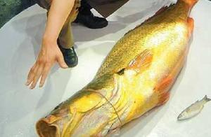 中國最貴的魚：魚鰾價格遠超等量黃金，曾經吃不起，如今不敢吃