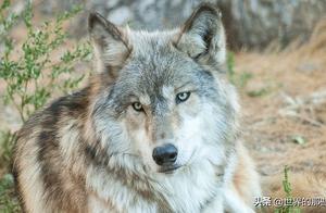 這種猛獸是最強的犬科動物，能「完虐」當地最厲害的貓科動物