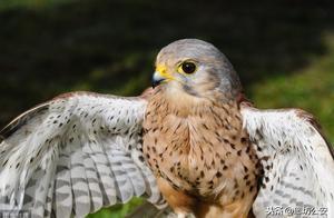 大城警方破獲非法出售國家保護動物案