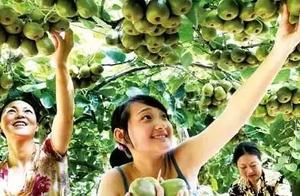 鄉旅規劃：農業園區如何向農業旅遊景區轉變？
