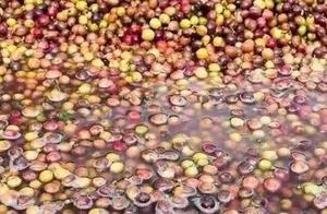 咖啡豆處理法：如何避免咖啡壞風味與增進好風味？
