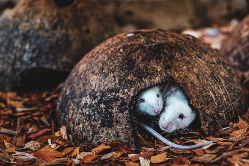 你沒看過的世界！　30張捕獲「動物私底下面貌」的攝影作品