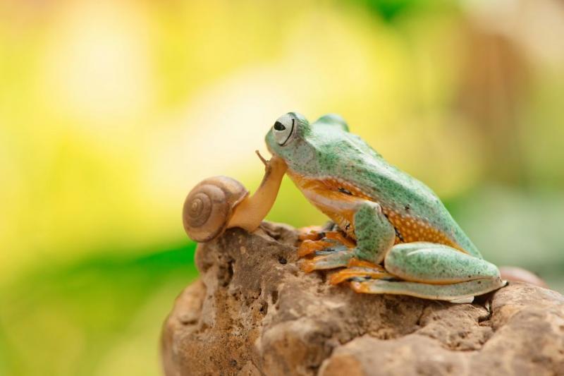 你沒看過的世界！　30張捕獲「動物私底下面貌」的攝影作品