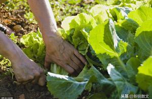 一樓住戶在自家窗前栽種了蔬菜、果樹，半年後，綠化帶變了模樣