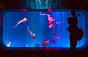 暑假帶孩子想摸魚？家門口的海洋館過個溫柔的夏天