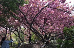青島市內十處山頭公園，占地面積最大的一座，還是免費的4A級景區