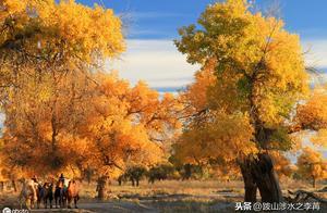 我眼裡額濟納胡楊林只是個大公園，去了就是花冤枉錢