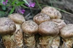 全球比黃金還貴的頂級美食，普通人可望不可及！你吃過幾種？