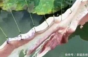 男子把一塊肥肉扔池塘里，5分鐘後撈起來，10塊一斤搶著買