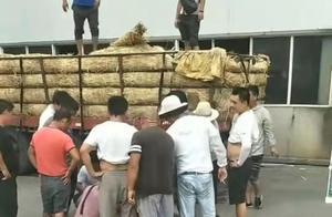 西瓜有2毛一斤，而有的卻兩三塊一斤，你所不知道的水果「黑幕」