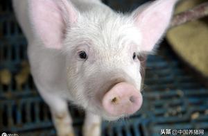 賣豬3元/斤，買肉30元/斤？散養戶處境愈發艱難