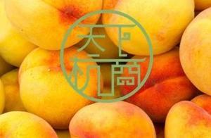 「桃」出升天獲自由！最低2.38塊一斤