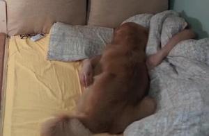金毛一定要貼著主人睡，主人被氣得睡狗床，網友：女朋友不如養狗