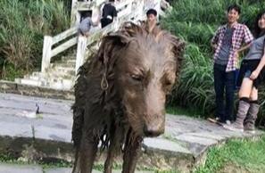 帶狗狗爬山被掉包？滿身泥巴狗狗討抱抱，主人：你誰啊
