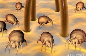 家裡床上蟎蟲成窩？睡前床上用一用，3天蟎蟲「嗶嗶」死光光