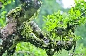 5個小竅門，輕鬆區分古樹茶和台地茶