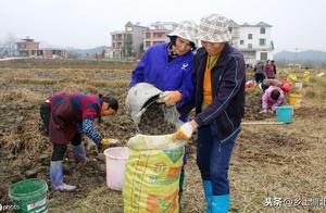 湖北團風縣方高坪荸薺遠銷香港澳門，有人吃過後說簡直是人間美味