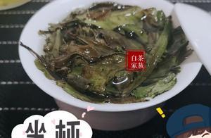 看完這六點白茶沖泡技巧，你也能輕鬆泡出好茶湯，記得收藏