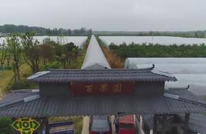泗陽張家圩鎮：葡萄熟了邀你赴一場甜蜜之約