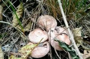 長在山裡的野生食材，過去沒人要，現在一斤賣到幾十元