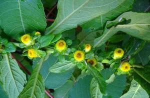 農村這種野草，過去當成雜草，如今30元一斤成稀罕貨