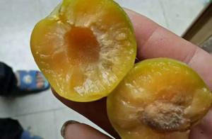 市場價值50元一斤的李子，可以吃出蜂蜜味