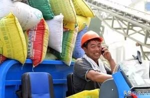 9月底小麥會漲到每斤1.18元？後悔賣虧了！現在一斤多少錢？