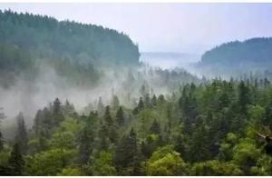 花海馬拉松｜秘境巴東高山森林國際半程馬拉松