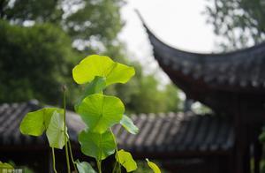 大連仔：浙江的一處園林，是江南典型私家園林風格，堪比蘇州園林