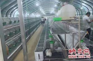 汝州市米廟鎮：種兔養殖走出產業扶貧新路