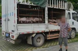 喪心病狂！兩男子從廣西收購150多頭病豬，想要高價賣去…