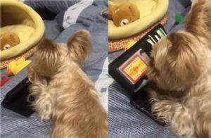 狗狗從小就拜金，經常偷主人錢包，拿主人的錢還要凶主人！