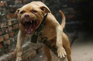 狗債人還！2條惡犬咬死路人 狗主人被判賠償24萬獲刑3年！