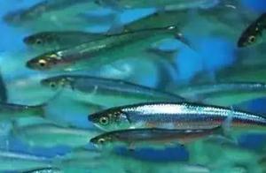 網評公認最好吃的4種魚，全聽說過算你厲害，吃過1種你就是土豪