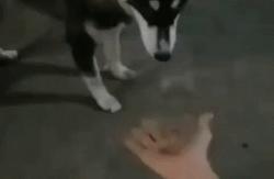 每日一沙雕：如此天秀的二哈，不讓今晚吃狗肉火鍋吧？