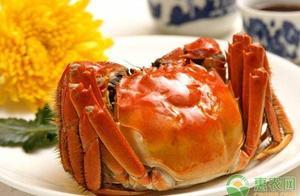 大閘蟹死了還能吃嗎？吃了對身體有什麼影響？這些你一定要知道
