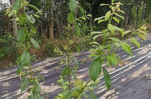 脆紅李子苗幾年掛果 脆紅李子苗的種植技術