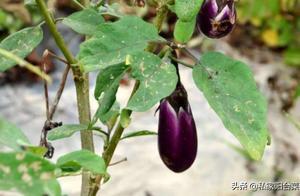茄子產量少？給它2「剪刀」，小茄子呼呼冒