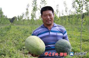 茌平：菜屯西瓜甜萬家 品出鄉村振興好味道