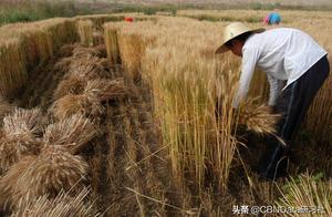 給領導割麥子、沙漠徒步……公司團建還能多奇葩？
