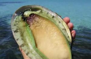 這個國家比「小西瓜」還大的鮑魚，抓到能免費吃，中國吃貨：羨慕