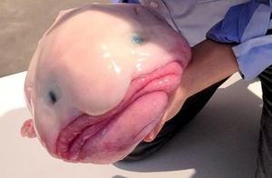 世界上最丑的魚，也是個倒霉的魚