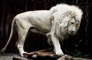《獅子王》辛巴家喻戶曉，但有一部白獅子王雷歐大家有沒有印象？