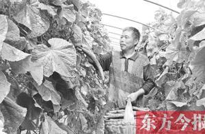 鄉村振興瞰豫界丨周口市沈丘縣付井鎮：提升「顏值」打造「四美」鄉村 布局產業經濟帶鼓起群眾腰包