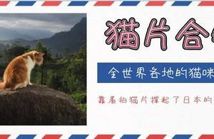 這個男人靠著拍貓片，就撐起了日本攝影界的半壁江山