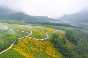 遼寧這個小眾避暑目的地，3000畝黃金菊盛放帶給你不一樣的夏天