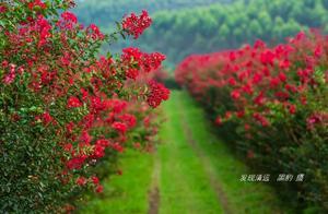 清遠市郊10萬株紫薇花正默默怒放，免費觀賞，美女們都捨不得走
