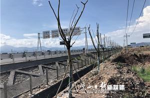 9729株藍花楹紮根瀘黃高速，一條40公里的網紅走廊正在生成